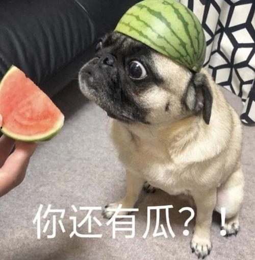 吃瓜的表情包,揭秘网络社交中的“围观”文化