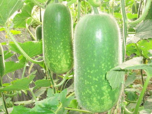 吃瓜网51官网版 吃瓜真实爆料,真实爆料事件大盘点